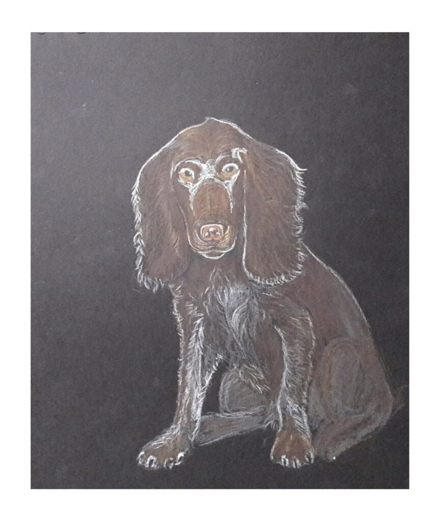 animal portrait dog Alfa