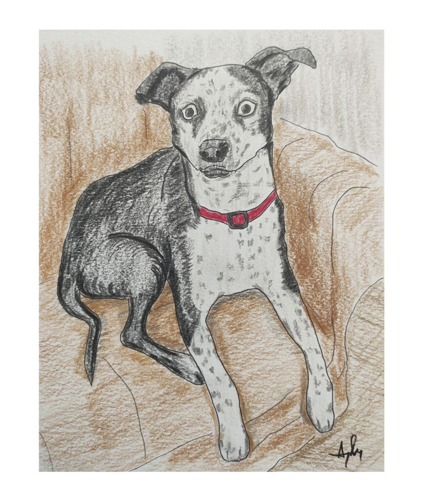 animal portrait dog Jessy