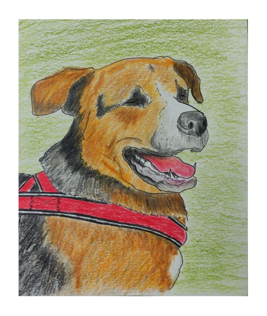 animal portrait dog Pascal