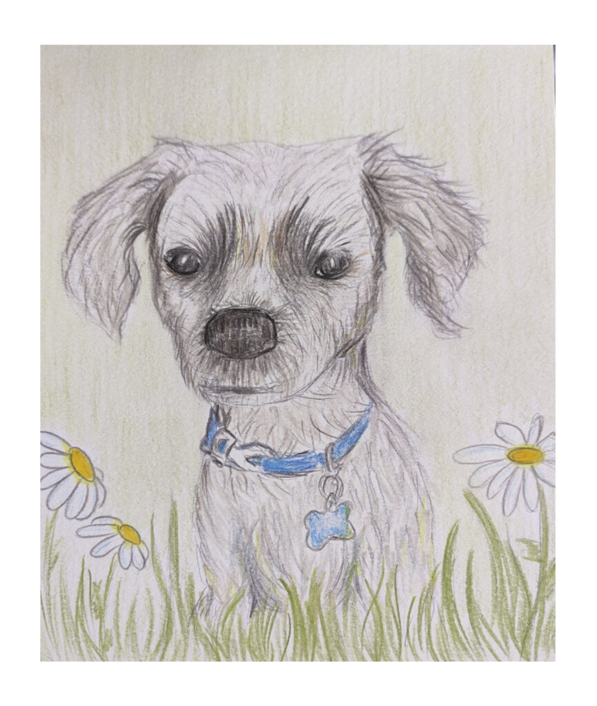 animal portrait dog Weber