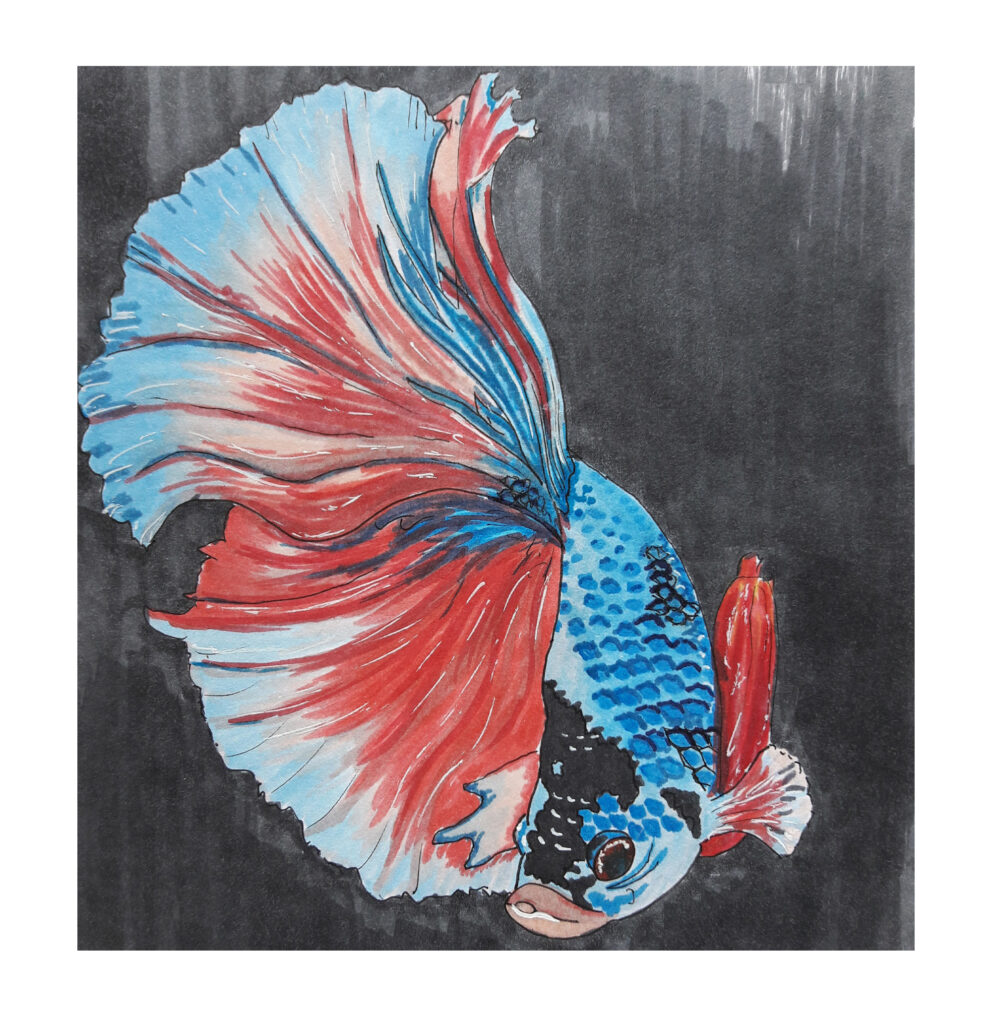 drawning animal 1 fish Amanda