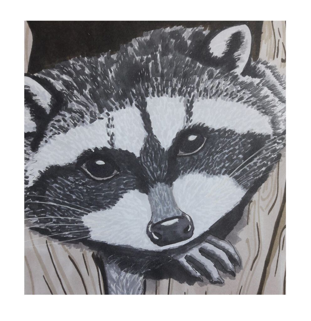 drawning animal 3 rakoon James
