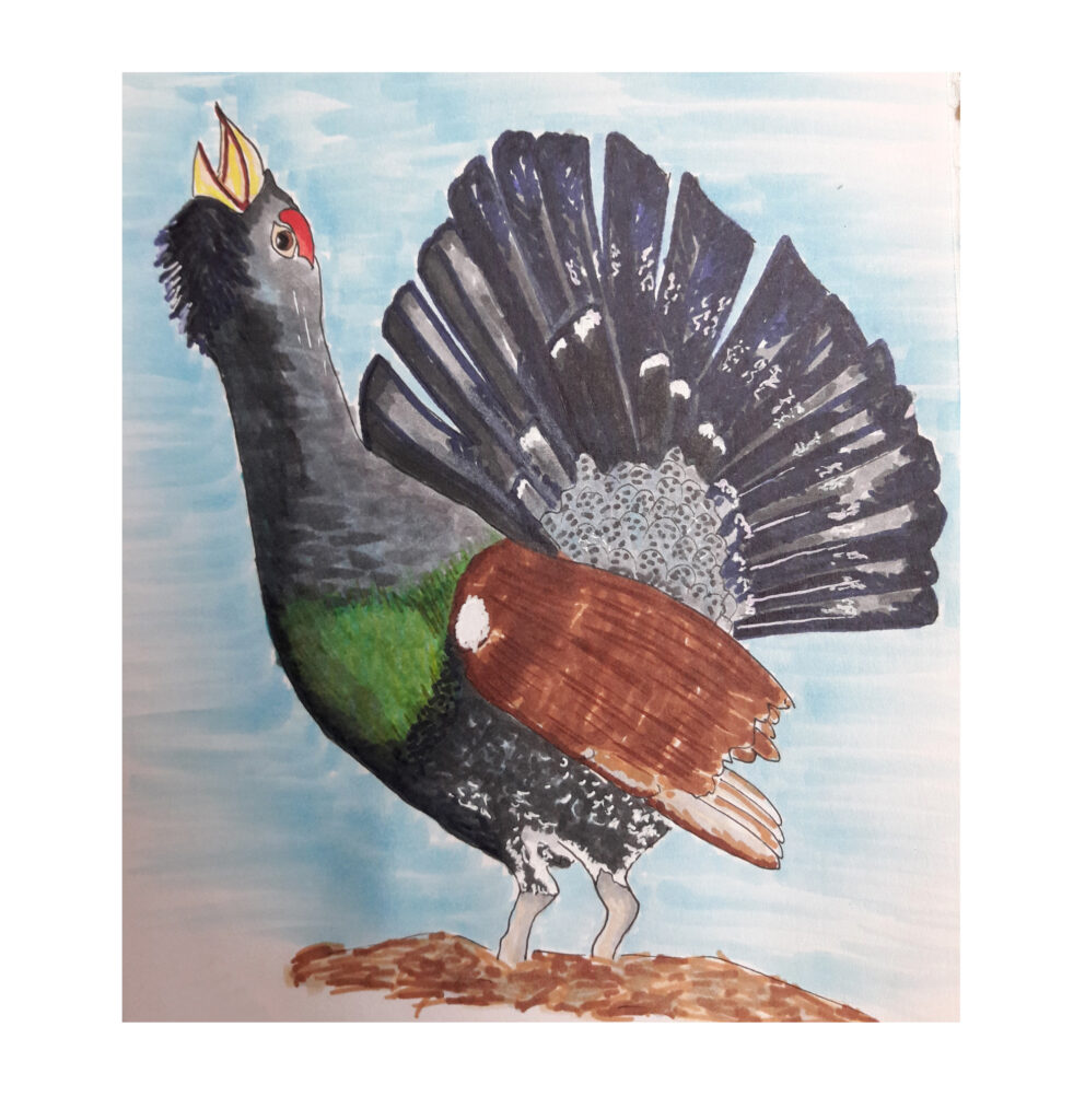 drawning animal 4 black grouse