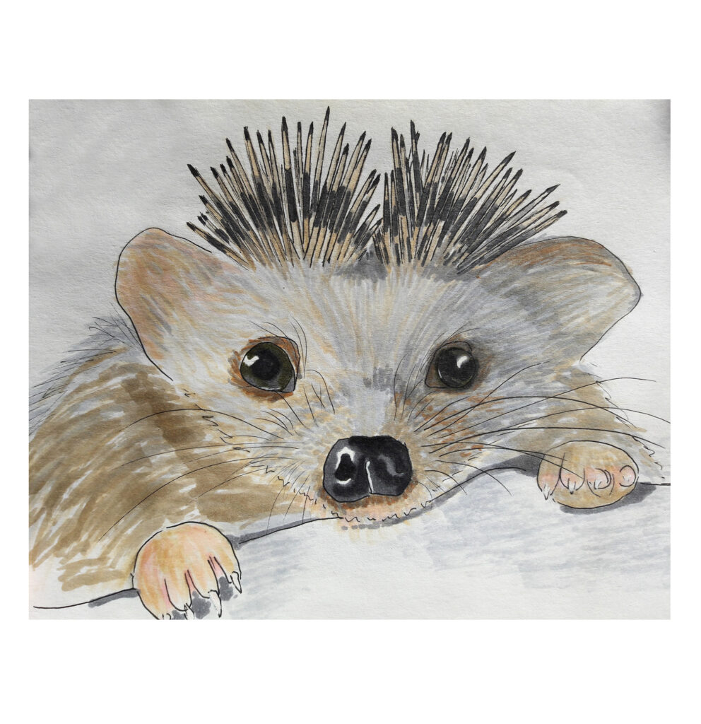 drawning animal 5 hedgehog