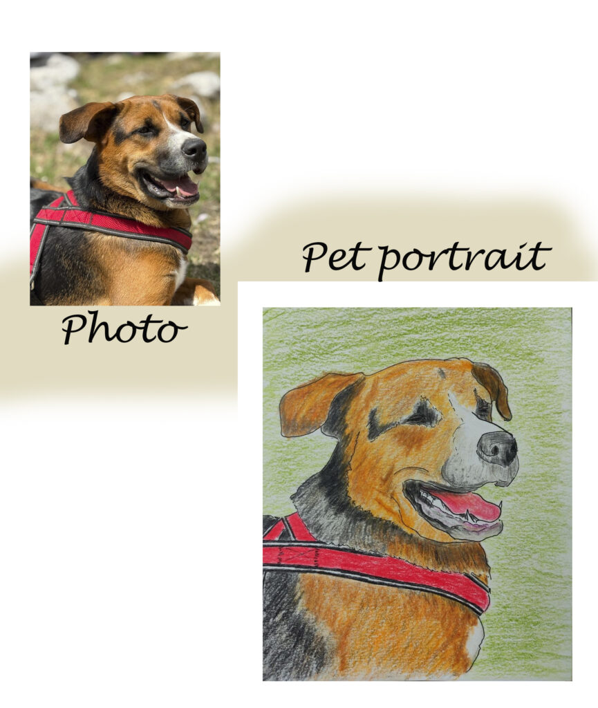 pet portrait dog Pascal 2